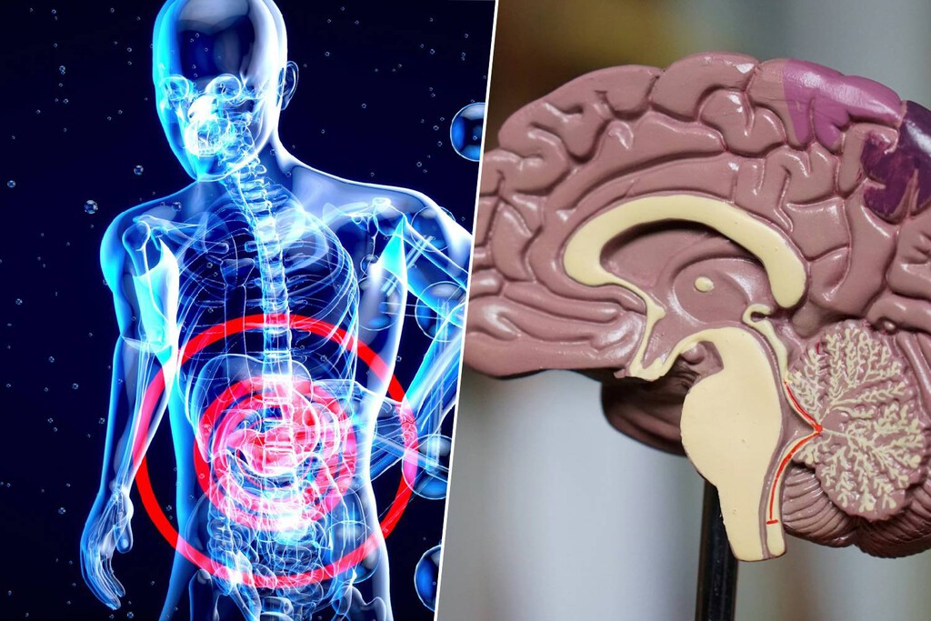 El cuerpo avisa del alzhéimer mucho antes que el cerebro. La pista está en el estómago
